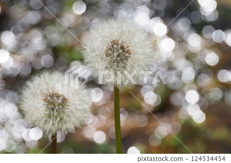 棉花頭髮的棉花浮石 棉花頭髮的棉花浮石 124534454