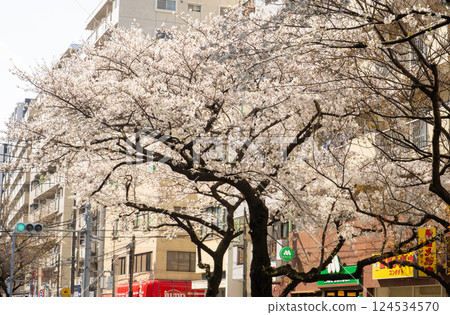 Stroll along the cherry blossom-lined streets of Senkawa-dori in Nerima Ward 124534570