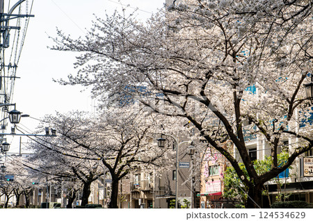 Stroll along the cherry blossom-lined streets of Nerima Senkawa Street Stroll along the cherry blossom-lined streets of Nerima Senkawa Street 124534629