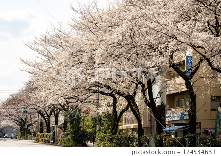 Stroll along the cherry blossom-lined streets of Nerima Senkawa Street Stroll along the cherry blossom-lined streets of Nerima Senkawa Street 124534631