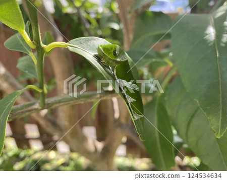 A swallowtail butterfly larva growing vigorously on a lemon leaf 124534634