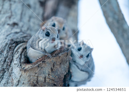 三隻西伯利亞飛鼠出現在樹幹上 124534651