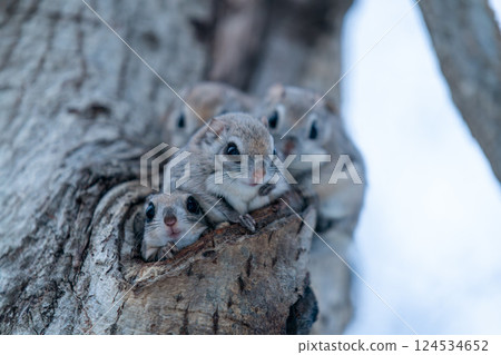 四隻飛鼠出現在樹幹上 四隻飛鼠出現在樹幹上 124534652