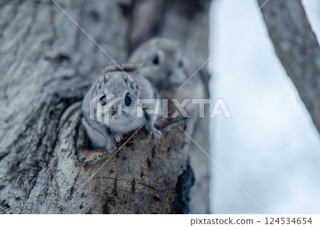 Two Siberian flying squirrels appearing on a tree trunk 124534654