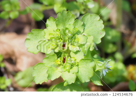 Flower of a kind of cat's-foot 124534676