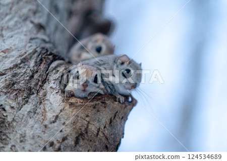 Three Siberian flying squirrels appearing on a tree trunk 124534689