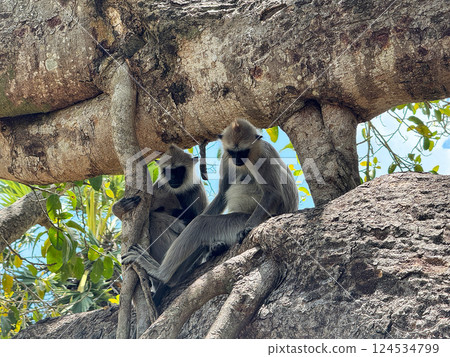 Baby langur monkey on a tree, Anudharapura, Sri Lanka 124534799