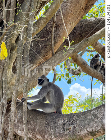 Langur monkeys on a tree, Anudharapura landscape, Sri Lanka 124534801