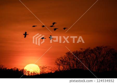 夕陽西下,白額雁歸巢 夕陽西下,白額雁歸巢 124534932