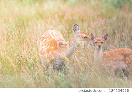 一隻小鹿正被母親梳理毛髮 124534956
