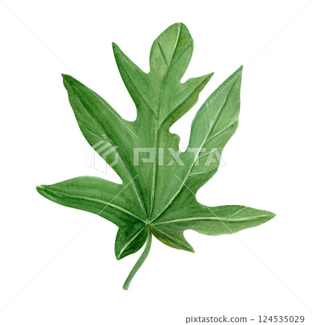 Papaya leaf watercolor illustration isolated on white background. Hand drawn tropical nature design element, sketch style. Design element perfect for cards, posters, decor, eco design. Green plant 124535029