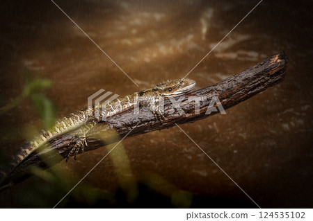 Wet Eastern Water Dragon Wet Eastern Water Dragon 124535102