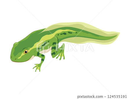 Frog life cycle stage. Wild water animal, development toads. Amphibian illustration. Hand drawn colorful diagram on white background 124535191
