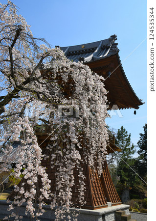高崎慈源寺的垂枝櫻花盛開 124535344