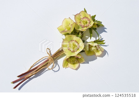 Cream yellow Christmas rose bouquet 124535518