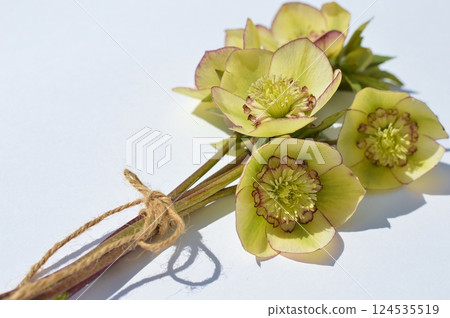 Cream yellow Christmas rose bouquet Cream yellow Christmas rose bouquet 124535519