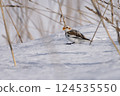 雪鹀 124535550