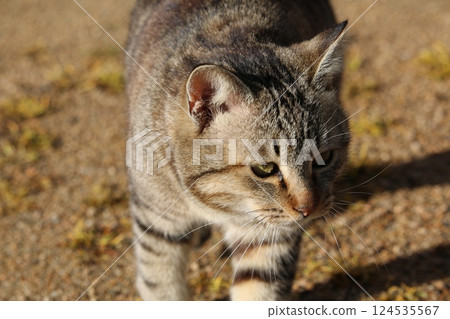 Setouchi Island Cat 124535567