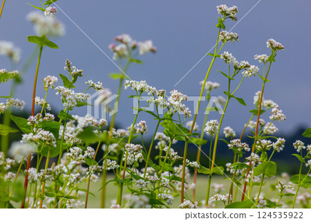 buckwheat flower on the field 124535922