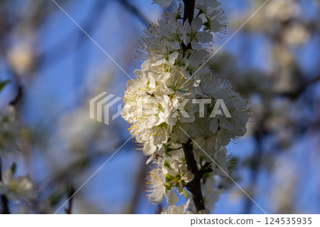 Beautiful white blossoms bloom on branches under a clear blue sky during springtime near a garden 124535935
