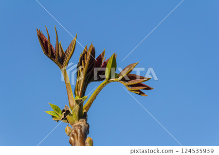 foliage and catkins of the hazel tree during flowering, walnut blossoms in closeup in the spring season in the garden 124535939
