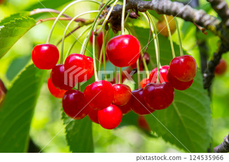 Bright red cherries hang in clusters on a vibrant green cherry tree branch during the summer harvest season 124535966