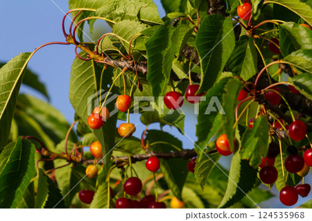 Cherry tree branches with ripe red cherries and fresh green leaves under a clear blue sky in mid-summer Cherry tree branches with ripe red cherries and fresh green leaves under a clear blue sky in mid-summer 124535968