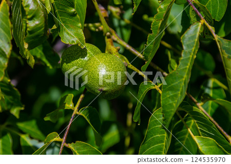 walnut tree, growing walnut in shell on branch, summer trees, green leaves, walnuts in peel walnut tree, growing walnut in shell on branch, summer trees, green leaves, walnuts in peel 124535970