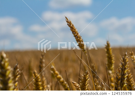 Wheat swaying gently in the breeze under a bright blue sky with fluffy clouds during a warm summer day in a rural landscape Wheat swaying gently in the breeze under a bright blue sky with fluffy clouds during a warm summer day in a rural landscape 124535976