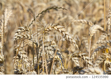 Wheat field ready for harvest in late summer under clear blue skies in rural countryside 124535990