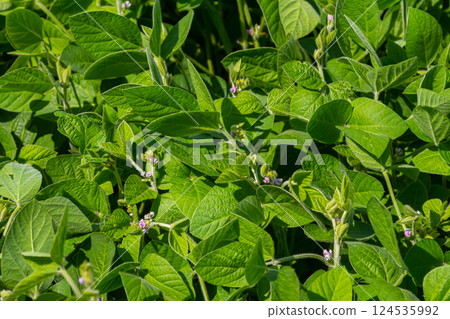 Green soybean plants thriving in a sunny field during the summer growing season Green soybean plants thriving in a sunny field during the summer growing season 124535992