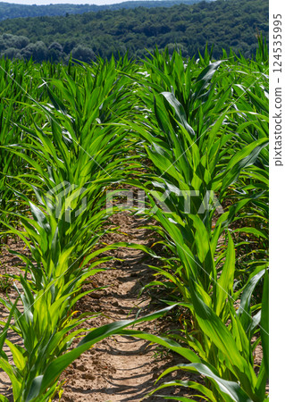 An industrial field of corn sprouts growing in black soil. Corn grow in beautiful rows at sunset. Agricultural landscape An industrial field of corn sprouts growing in black soil. Corn grow in beautiful rows at sunset. Agricultural landscape 124535995