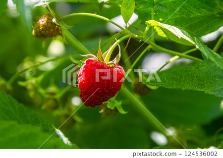 Ripe red raspberries on the branches of a bush. A raspberry patch in the garden 124536002