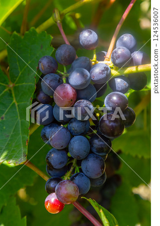 Close up of grapes hanging on branch. Hanging grapes. Grape farming. Grapes farm. Tasty green grape bunches hanging on branch. Grapes. 124536007