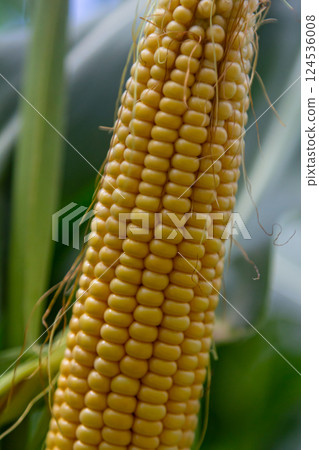 Corn cobs in corn farming fields during the harvest season can be used for roasted corn or staple food 124536008