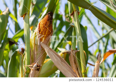 Corn cobs in corn farming fields during the harvest season can be used for roasted corn or staple food 124536011