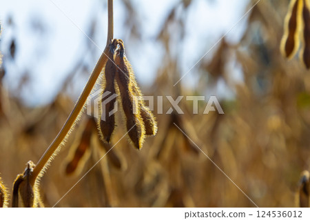 Fields of ripened soybeans swaying gently under the warm sun in autumn, showcasing agricultural abundance and seasonal change Fields of ripened soybeans swaying gently under the warm sun in autumn, showcasing agricultural abundance and seasonal change 124536012