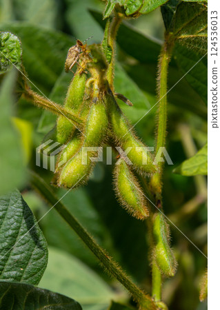Green soybean pods grow on a vibrant plant in a sunlit field during the summer season capturing the essence of agricultural life Green soybean pods grow on a vibrant plant in a sunlit field during the summer season capturing the essence of agricultural life 124536013