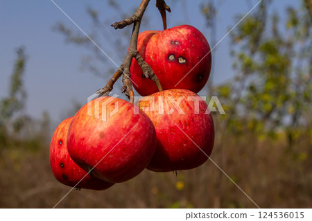 Ripe red apples hanging from a branch in a sunny orchard during late autumn, showcasing vibrant colors and natural beauty 124536015