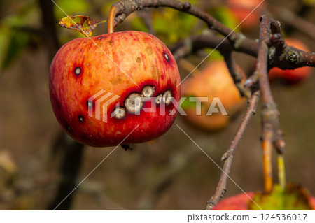 Close-up of a blemished apple on a tree branch showcases signs of decay and nature's impact on fruit during autumn season 124536017