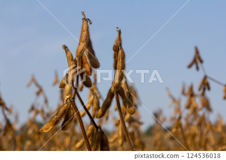 Golden soybean plants swaying gently under clear blue sky on a warm afternoon in late summer Golden soybean plants swaying gently under clear blue sky on a warm afternoon in late summer 124536018
