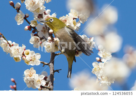 White-eye sucking plum nectar 124536055