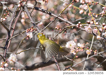 A Japanese white-eye flying through a plum tree 124536056