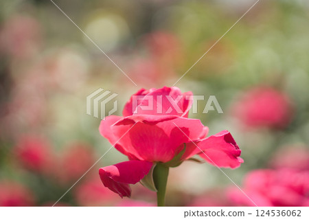 cute red rose cute red rose 124536062