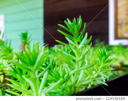 Beautiful sedum rocks decorating the street corner Beautiful sedum rocks decorating the street corner 124536169