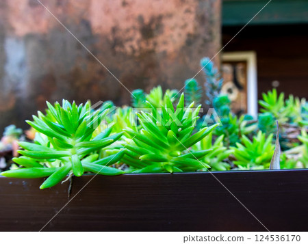 Beautiful sedum rocks decorating the street corner Beautiful sedum rocks decorating the street corner 124536170