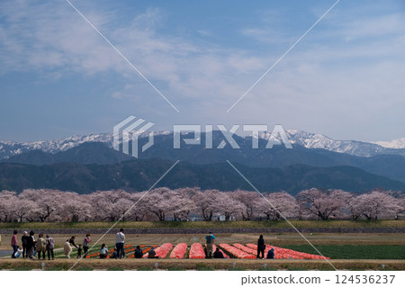 Asahifuna River in full bloom in spring. Cherry trees along the Funa River 124536237