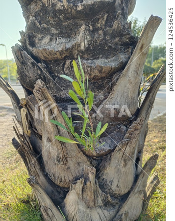 Plant emerges from a palm 124536425