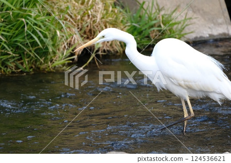 Egret walking through the river 124536621