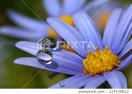 A beautiful collaboration between flowers and water droplets A beautiful collaboration between flowers and water droplets 124536622